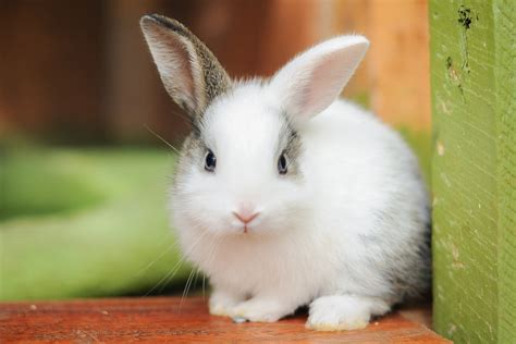 cute rabbit pictures|pull up pictures of bunnies.